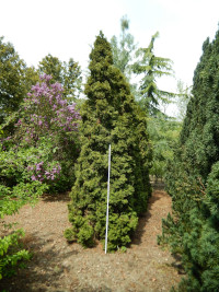 Thuja Smaragd. Bitte Bild anklicken, um es zu vergrößern.